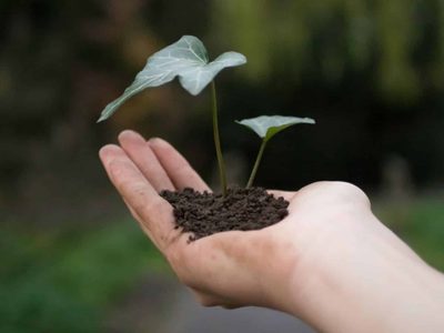 No tires las cenizas del asado: mirá cómo podés usarlas para que tus plantas se reproduzcan sin parar