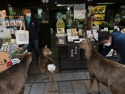 ¡Increíble! La otra cara del coronavirus: los animales invaden las ciudades en cuarentena