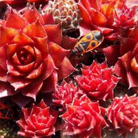 El truco de los viveristas para que este tipo de suculenta cambie a color rojo y sea el atractivo de tu jardín