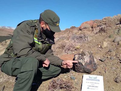 Hallazgo prehistórico: encontraron cinco troncos petrificados de hace más de 65 millones de años