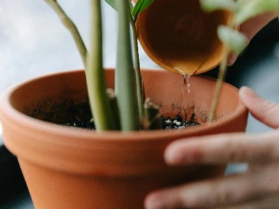 El fertilizante casero que podés hacer con un alimento que tenés en la alacena y que ayuda en la floración de tus plantas