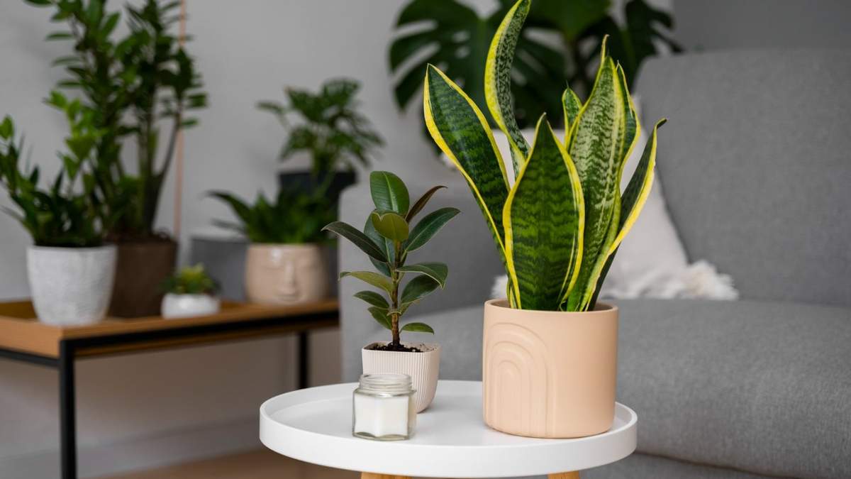 Plantas. Fuente: (Instagram)