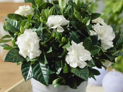 Los secretos simples para que tu Jazmín del Cabo esté verde y se llene de las flores más hermosas