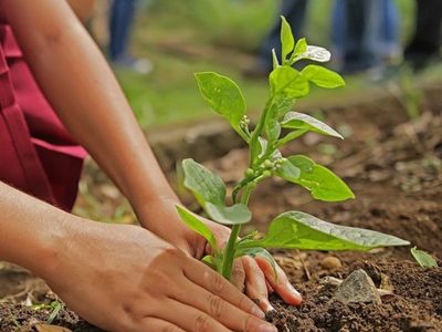 Sin químicos y fácil de hacer: la fórmula mágica para proteger a tus plantas en primavera de todas las plagas
