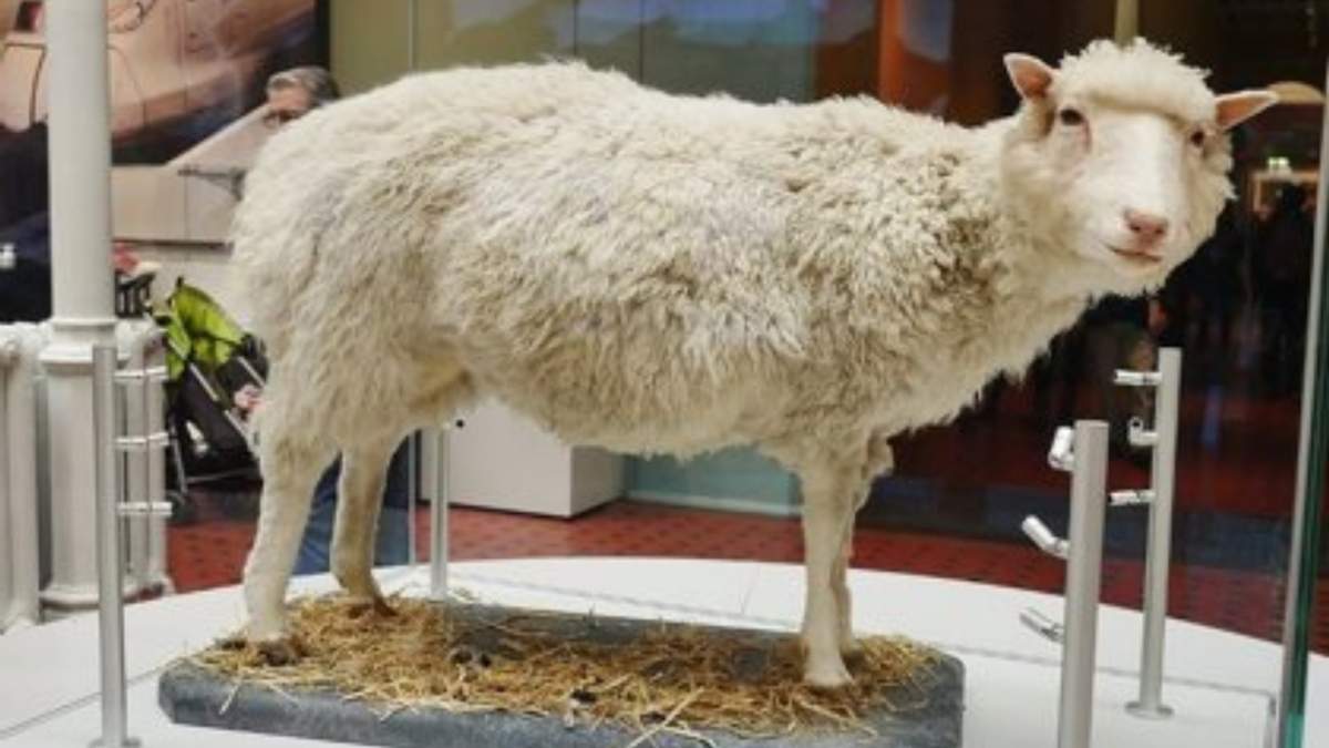 La oveja Dolly se conserva disecada