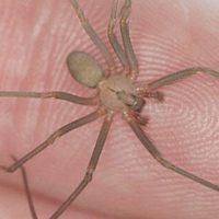 Lo muerde araña violinista y le niegan atención médica en Puebla