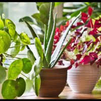 Plantas en agua: las 7 especies que son tendencia este 2025 y quedan de revista