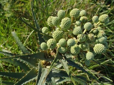 La planta nativa que llena tu casa de visitas inesperadas y sobrevive perfectamente en suelo o maceta