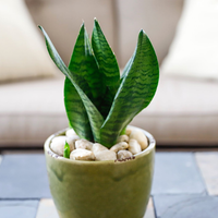 Conocé las plantas perfectas para tener en tu comedor o centro de mesa