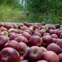 Buscan darle valor agregado a subproductos de la industria de los jugos