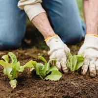 El abono con lo que todos tiran a la basura, que hará que tus plantas den flores y frutos gigantes