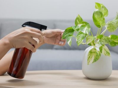 Con 3 ingredientes y este trucazo: el enraizador casero más poderoso para que tus plantas se vengan bien grandes
