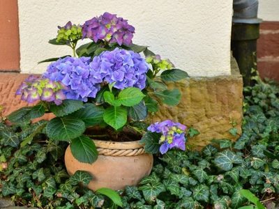 El truco casero con lana que hace florecer tus Hortensias como nunca antes