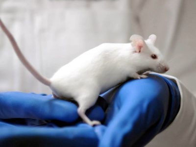 Científicos logran reproducción de ratones a partir de dos machos