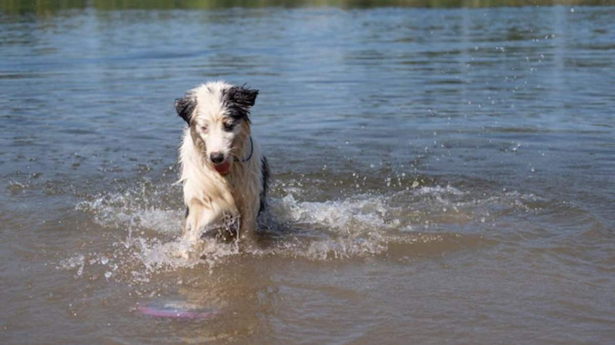 Mascotas en el río. Fuente: (Facebook)