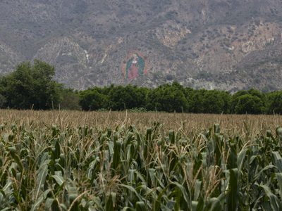Maíz transgénico: el interés empresarial pone en riesgo la biodiversidad en México