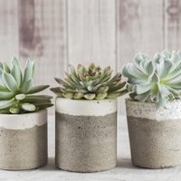Si encontrás estas manchas en tus suculentas, no desesperes: mirá cómo las podés recuperar en un instante