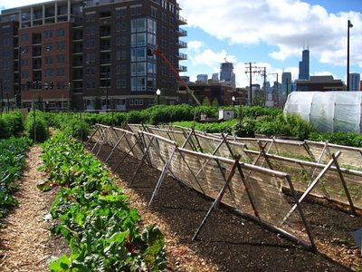 Agroecología urbana, una tendencia en crecimiento