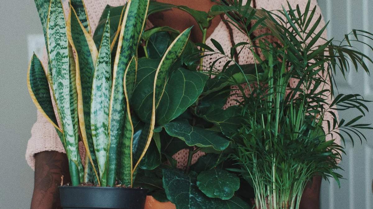 Plantas. Fuente: (Instagram)