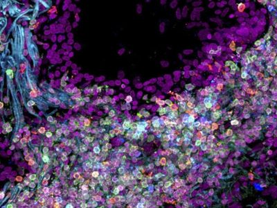 Científicos crean mapa del cuerpo humano célula por célula