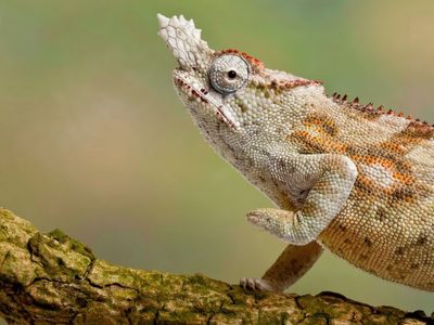 1 de cada 5 especies de reptiles está en riesgo de extinción: por qué su desaparición es peligrosa