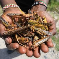 La plaga de langostas gigantes en África Oriental está controlada, según la FAO