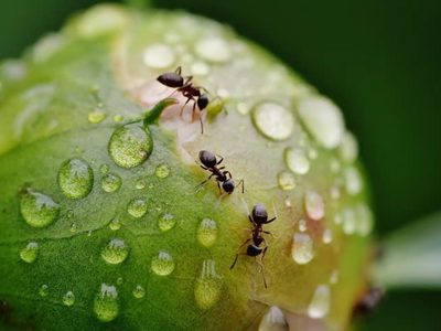 Si ya no sabes qué inventar para eliminar a las hormigas de tu pasto o jardín, conocé el secreto de los viveristas