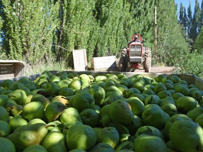 Sector frutícola: qué sucederá con los trabajadores golondrinas que lleguen a Neuquén
