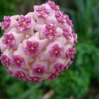 Suculentas: consejos para que la flor de cera crezca lozana y fuerte