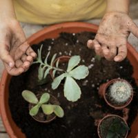 La forma tan fácil de reproducir esta suculenta, que es muy común y tiene exóticas hojas