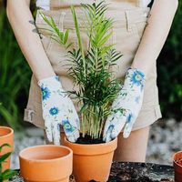 Plantas para poner en el living y que atraen buenas energías a tu hogar