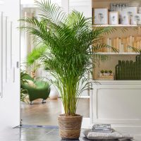 La planta de fácil cuidado que los expertos recomiendan tener en el living para cuidar la salud