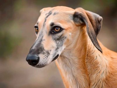 Sloughi, la raza de perros ancestral que está al borde de la extinción