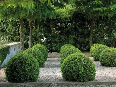 El Tala: la planta que casi no necesita cuidado y crece frondosa y del tamaño de un árbol