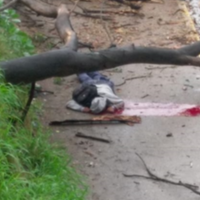 Un hombre fallece tras caerle un árbol en Guadalajara