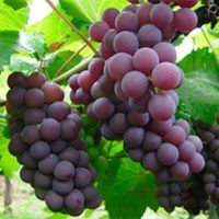 Las uvas rojas tienen mayor concentración de resveratrol, que podría prevenir células cancerígenas