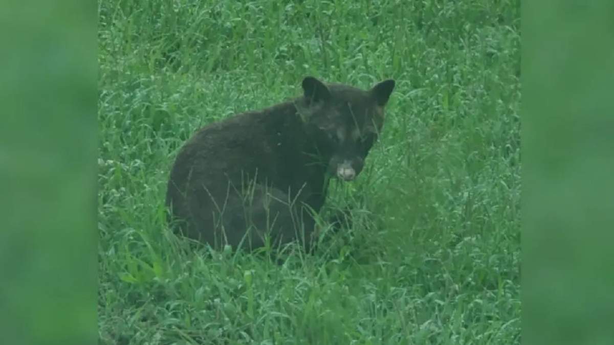 ¿Oso o mapache? el misterioso animal que ha desconcertado a los expertos