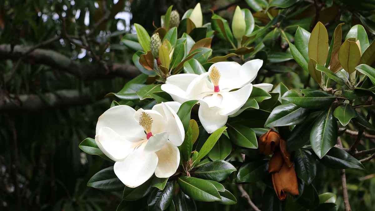 Magnolio. Fuente: (Instagram)