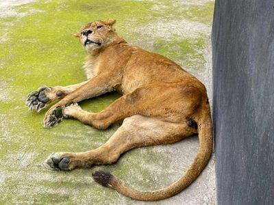 Reportan delicada a la leona “Lucky”, del santuario Black Jaguar-White Tiger