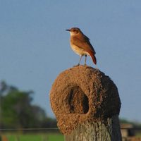 Curiosidades sobre el Hornero: el pájaro albañil que es un verdadero protector de campos y jardines