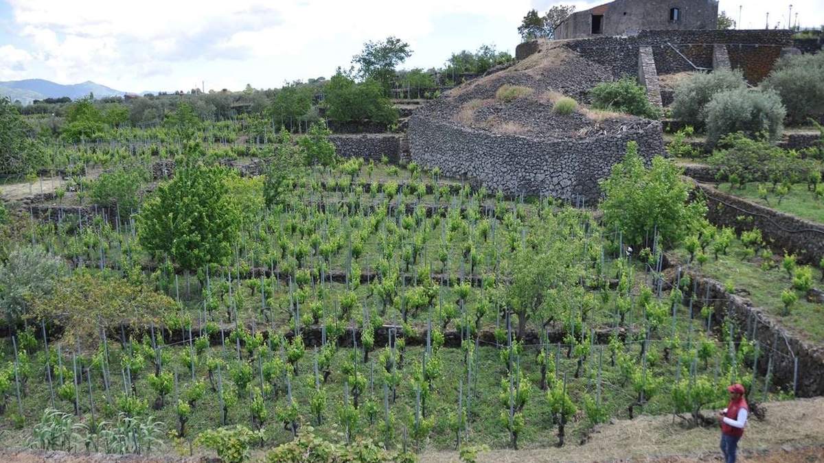 Vinos, la otra riqueza de Sicilia. Fuente: (Instagram)