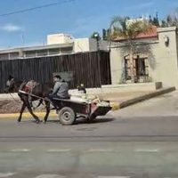 Guaymallén: llamado por la dignidad animal y la seguridad vial