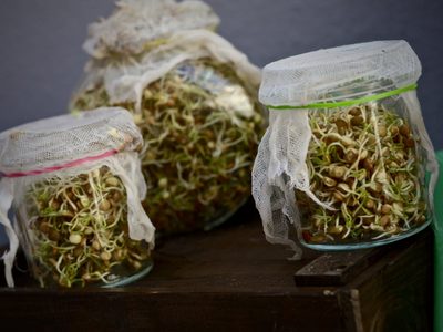 Dale vida a tus ensaladas: el truco para hacer tus propios brotes