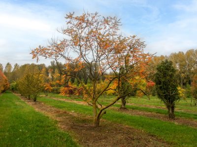 El árbol de rápido crecimiento que podés plantar en lugares no tan grandes de casa