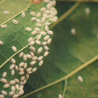 El truco que los jardineros no te dicen: cómo eliminar la cochinilla de tus plantas con solo 1 ingrediente