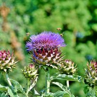 Conocé las plantas perfectas para repeler insectos y llenar tu huerta esta primavera