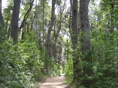 Un proyecto de ley fija hasta 10 años de prisión por destruir bosques nativos