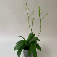 Orquídea Doritis pulcherrima: la hermosa variedad que se puede encontrar en la naturaleza