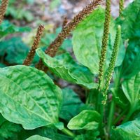 La planta que crece como maleza en tu jardín y que es un gran tesoro para tu salud