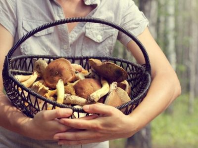 Desarrollan una aplicación para identificar hongos comestibles en Patagonia